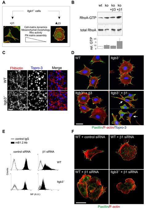 Integrin Is Dispensable For Rhoa Activity And Contractility A