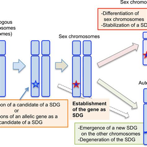 Pdf Molecular Evolution Of Vertebrate Sex Determining Genes