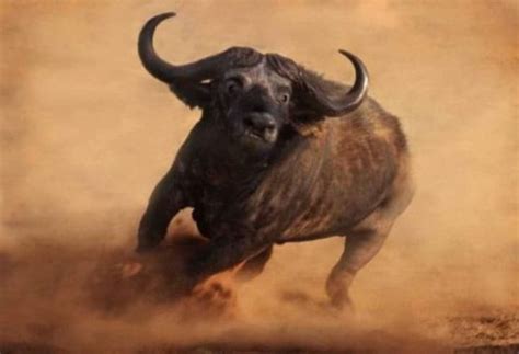 Cape Buffalo Facts African Buffalo Best Wildlife Facts