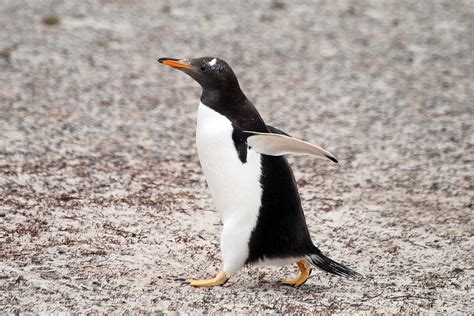 8 Interesting Gentoo Penguin Facts - MarinePatch