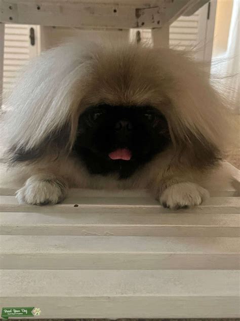 Pekingese Akc Registered Pure Bred Stud Dog In Nevada The United