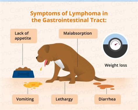 Lymphoma in Dogs | Canna-Pet | Lymphoma in dogs, Vet medicine, Vet ...