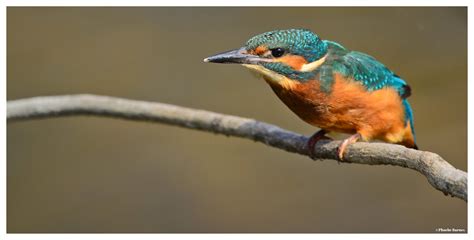 Juvenile Kingfisher Rspb Lakenheath Fen Taken From Mere H