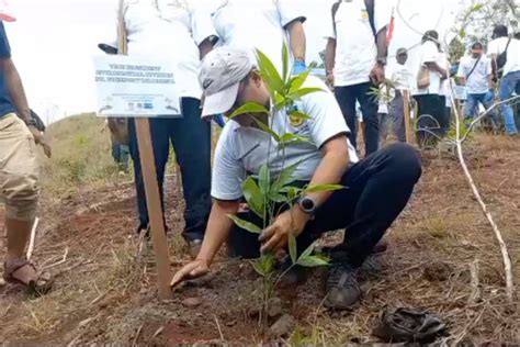 Penyelamatan Cagar Alam Cycloop Pemprov Papua Tanam Ribu Bambu