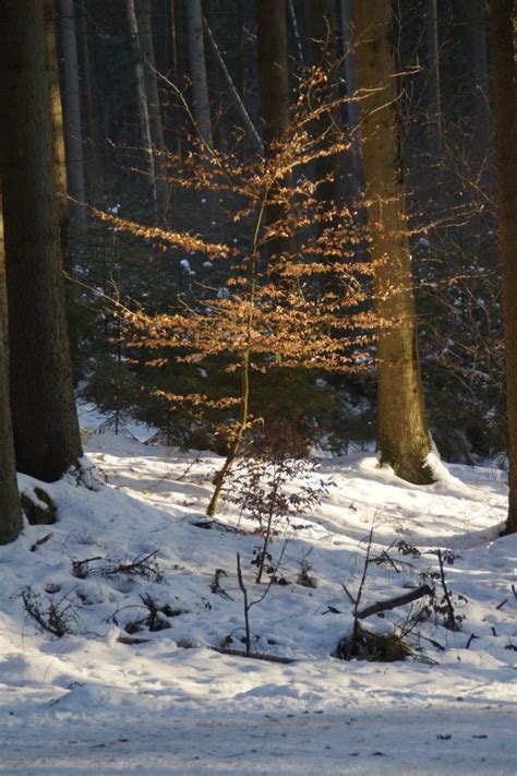 Free Images Tree Nature Forest Branch Snow Winter Sunlight Ice