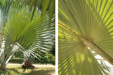 All About Palm Trees: A Photographic and Botanical Appreciation | Owlcation