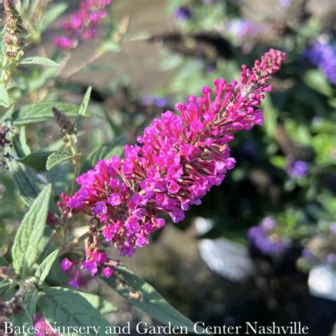 D15-Buddleia / Butterfly Bush #3 Buddleia dav SL Butterfly Towers ...