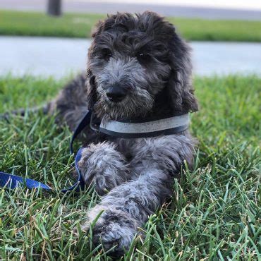 The Great Danoodle: What Makes These Gentle Giants Unique? - K9 Web