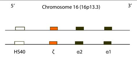 Figure 1 From Thalassaemia Part 1 Semantic Scholar