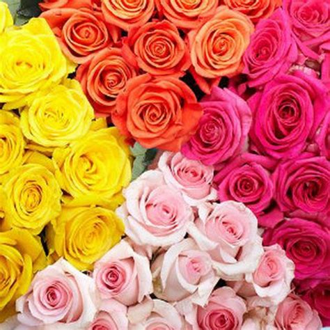 Assorted Roses, 1000 stems - buy wholesale flowers - JR Roses