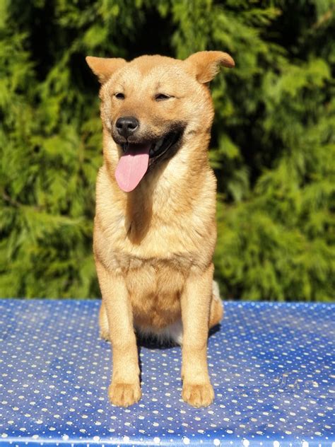 Puppies for Sale-Korea Jindo Dog – Jelena Dogshows