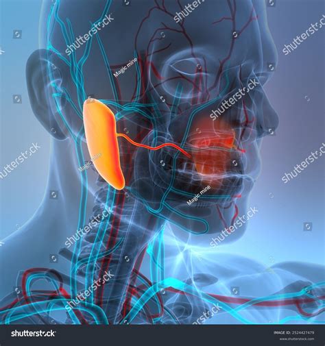 anatomy of the throat glands 2