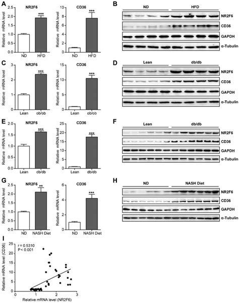 Upregulation Of Nr F In The Livers Of Mouse Models Of Nafld A