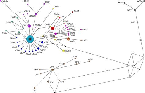 The haplotype network for partial sequences of the COI mitochondrial ... 