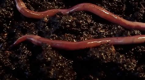 Best Worms For Composting: Vermicomposting Worm Types