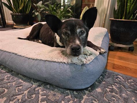 polk county animal services 9