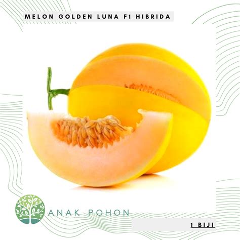 Benih Bibit Biji Melon Luna Golden Kuning F Hibrida Seeds Rasa