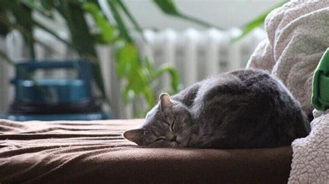 How Long Do Cats Sleep Every Day - American Cat