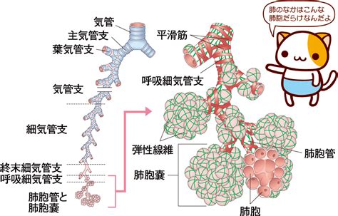 呼吸系の器官のしくみ｜解剖生理をおもしろく学ぶ｜看護roo [カンゴルー]