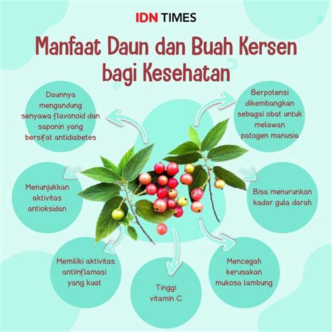 Gizilokal Manfaat Daun Dan Buah Kersen Bagi Kesehatan