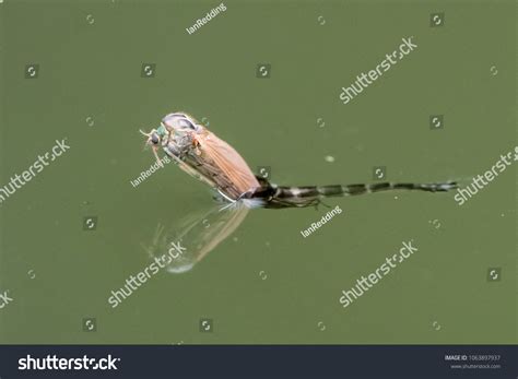 446 Midge larvae Images, Stock Photos & Vectors | Shutterstock