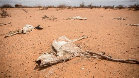 Somalia Drought Are Us Terror Laws Hampering Aid Effort Bbc News