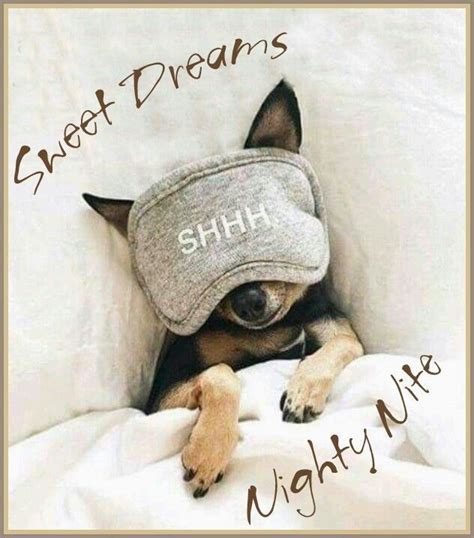 Sweet Dreams Night Night 😍 Munity Thepetcommunity