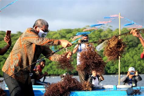 Hadiri Panen Raya Rumput Laut Bupati Minta Masyarakat Peduli Lingkungan