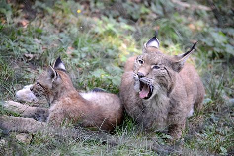 Lynx rufus by NB-Photo on DeviantArt