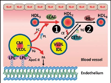 High Density Lipoprotein HDL Metabolism And The Mechanism By Which