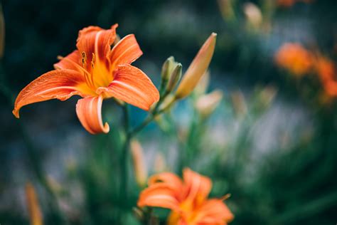 images flowering plant flower orange lily petal daylily