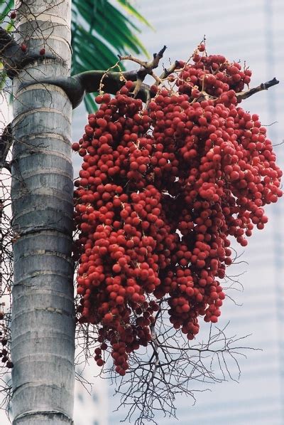 Archontophoenix Alexandrae King Palm