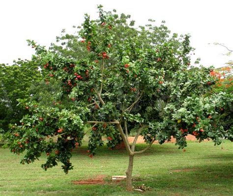 Ackee Plant Facts And History Of Human Use