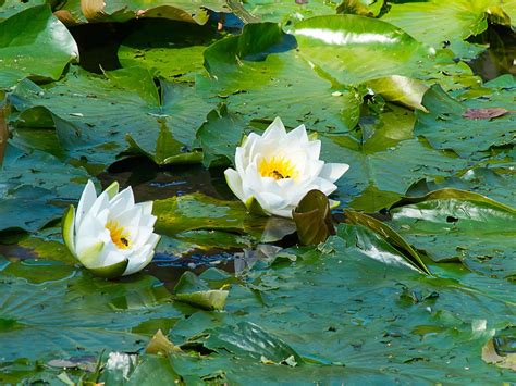 Nuphar Lutea White Blossom - Free photo on Pixabay - Pixabay