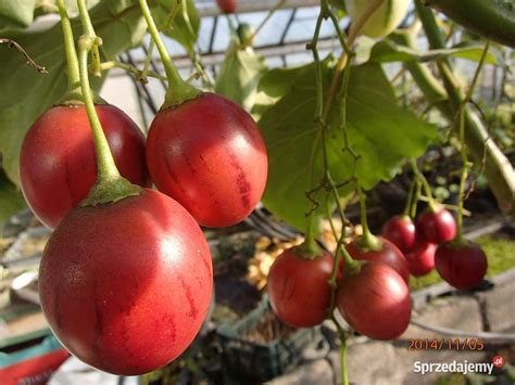 Pomidor Drzewiasty Wieloletni Tamarillo W Doniczce Szczawin