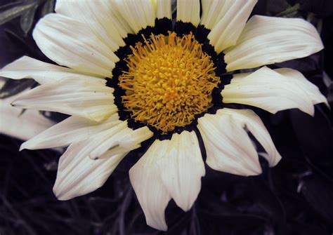 1920x1080 wallpaper | white and yellow flower | Peakpx