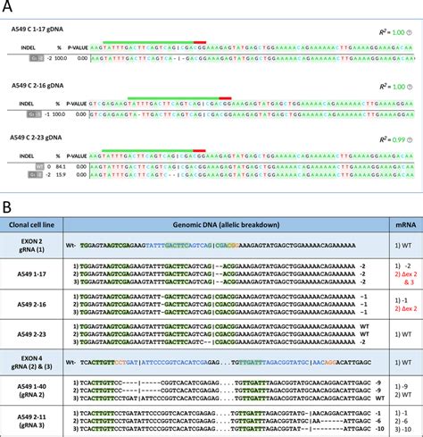 Genomic And Transcript Analyses Of A549 Clonal Cell Lines Created By