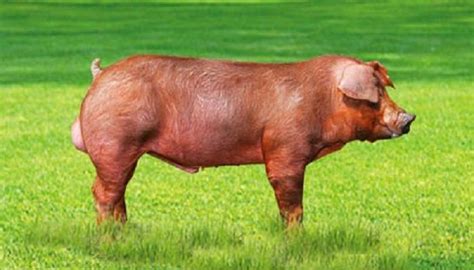 Raza Porcina Duroc Informacion Actualizada Razas de cerdos Cría de