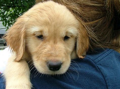 Andy Rooney eyebrows on a puppy! lol | Puppies, Golden retriever, Andy ...