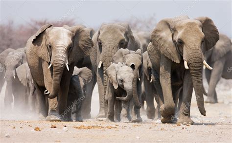 Elephant herd Stock Photo by ©JohanSwanepoel 3973214