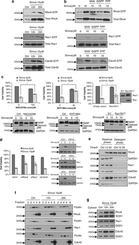 Increased GTP loading of RhoA and Rac1 is responsible for... | Download ... 