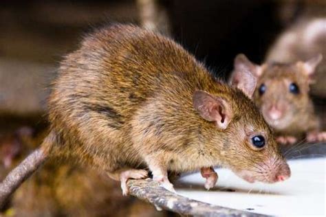 Lagos Records First Case Of Lassa Fever As Disease Spreads To 27 States Thecable