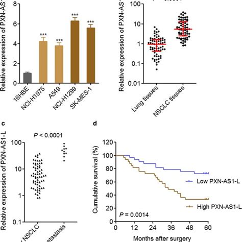 Pxn As1 L Was Up Regulated In Nsclc And Associated With Poor Prognosis