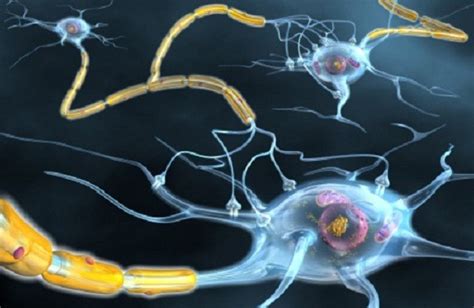 Sclerosi Multipla Una Possibile Strada Per Riattivare Le Cellule