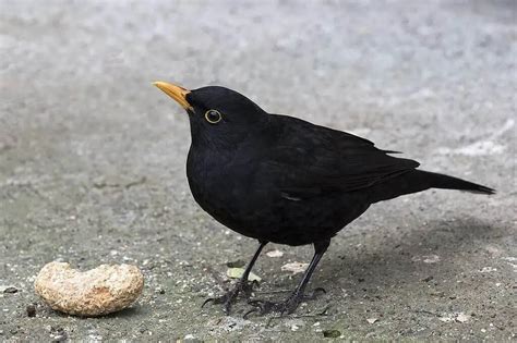 Common Birds In Italy This Way To Italy