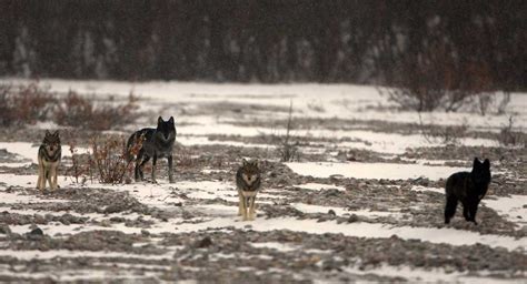 Grey Wolf Pack Hunting