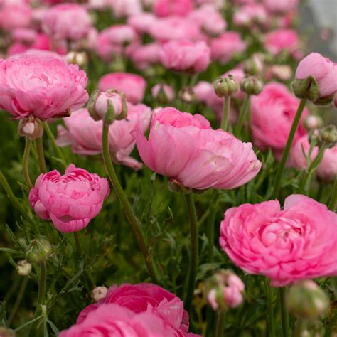 Ranunculus Rose Floret Flower Farm