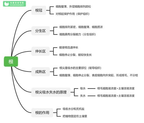 初中生物思维导图全套 24张生物知识框架图整理知犀官网