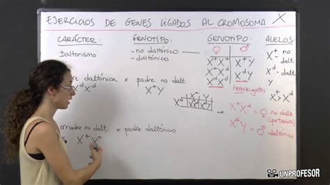 Ejercicios De Genes Ligados Al Cromosoma X YouTube