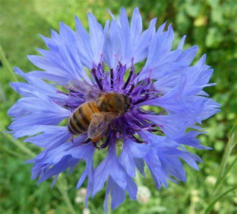 X Wallpaper Honey Bee And Purple Petaled Flower Peakpx